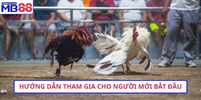 Hướng dẫn tham gia cho người mới bắt đầu